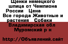 Щенки немецкого шпица от Чемпиона России › Цена ­ 50 000 - Все города Животные и растения » Собаки   . Владимирская обл.,Муромский р-н